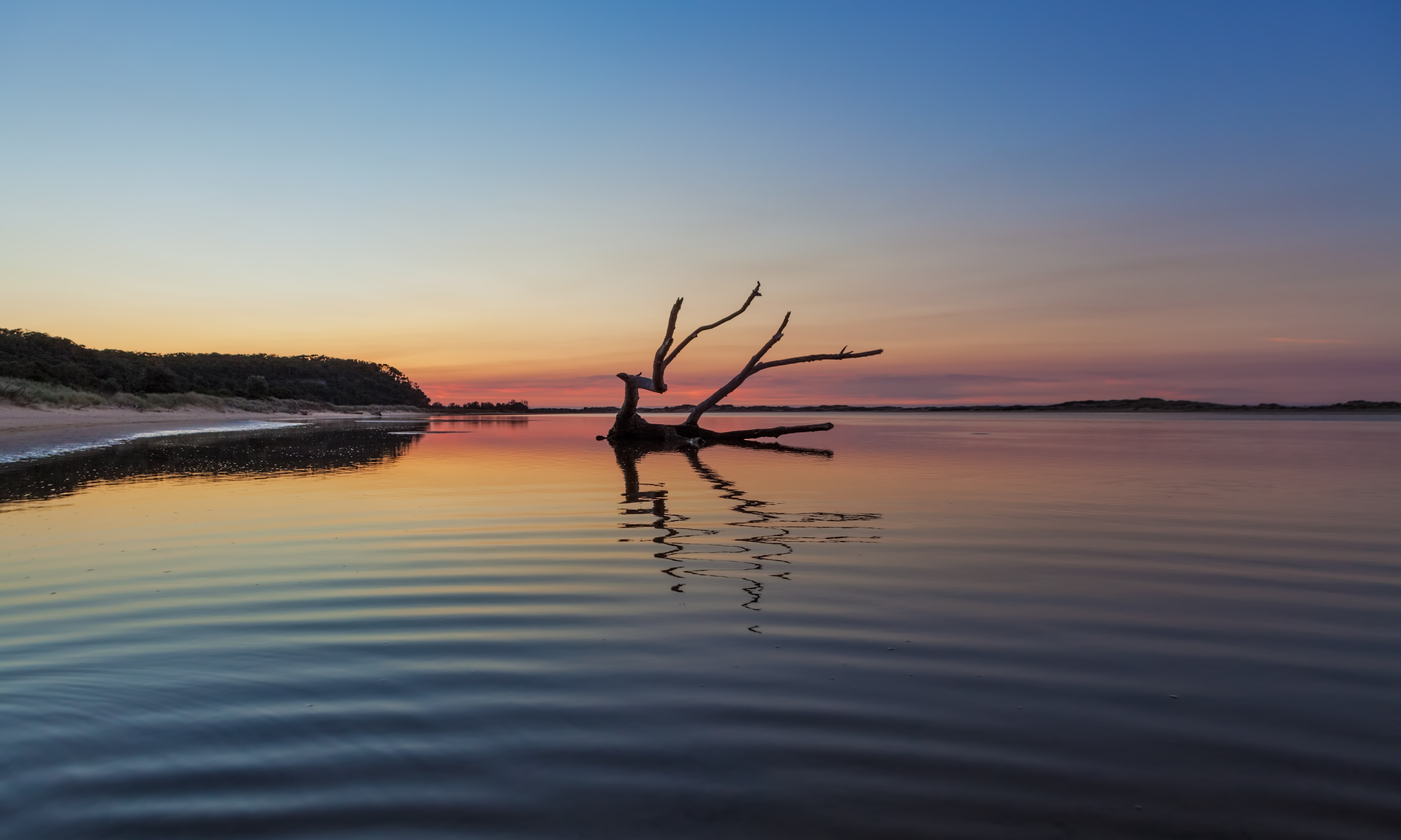Driftwood reflections at sunrise, Australia.